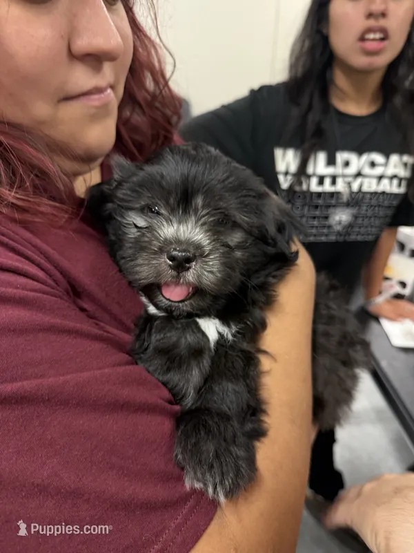 Big Oreo – Shih Tzu puppy for sale in San Antonio, TX