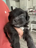 Big Oreo, a male Maltipoo and Shih Tzu for sale in San Antonio, TX – 2 of 8