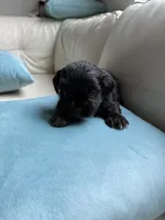 Sweet Oreo, a male Maltipoo and Shih Tzu for sale in San Antonio, TX – 5 of 10