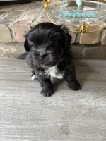Big Oreo, a male Maltipoo and Shih Tzu for sale in San Antonio, TX – 3 of 8