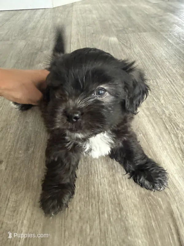 Big Oreo – Maltipoo, Shih Tzu puppy for sale in San Antonio, TX