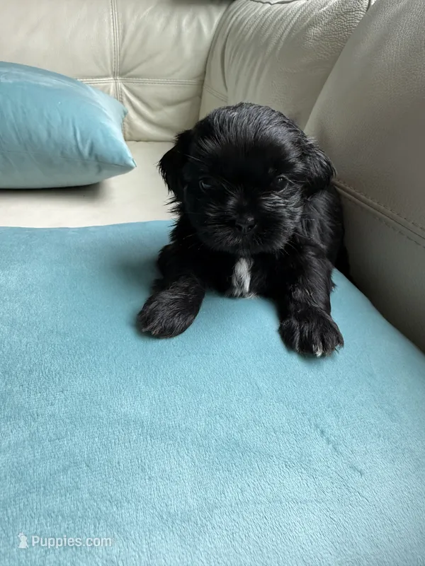 Sweet Oreo – Maltipoo, Shih Tzu puppy for sale in San Antonio, TX