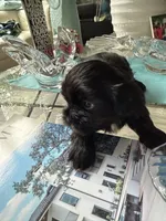 Sweet Oreo, a male Maltipoo and Shih Tzu for sale in San Antonio, TX – 1 of 10