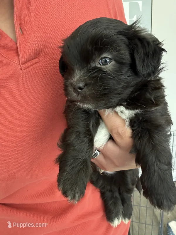 Big Oreo – Shih Tzu puppy for sale in San Antonio, TX