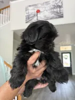Sweet Oreo, a male Shih Tzu for sale in Chattanooga, TN – 8 of 9