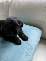 Sweet Oreo, a male Maltipoo and Shih Tzu for sale in San Antonio, TX – 6 of 10
