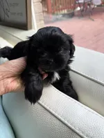 Sweet Oreo, a male Shih Tzu for sale in San Antonio, TX – 5 of 8