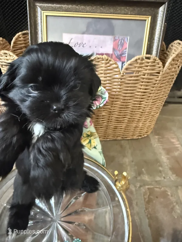 Sweet Oreo – Maltipoo, Shih Tzu puppy for sale in San Antonio, TX