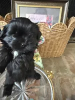 Sweet Oreo, a male Shih Tzu for sale in San Antonio, TX – 3 of 8