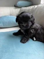 Big Oreo, a male Maltipoo and Shih Tzu for sale in San Antonio, TX – 4 of 8