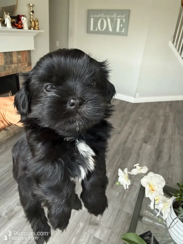 Sweet Oreo – Maltipoo, Shih Tzu puppy for sale in San Antonio, TX