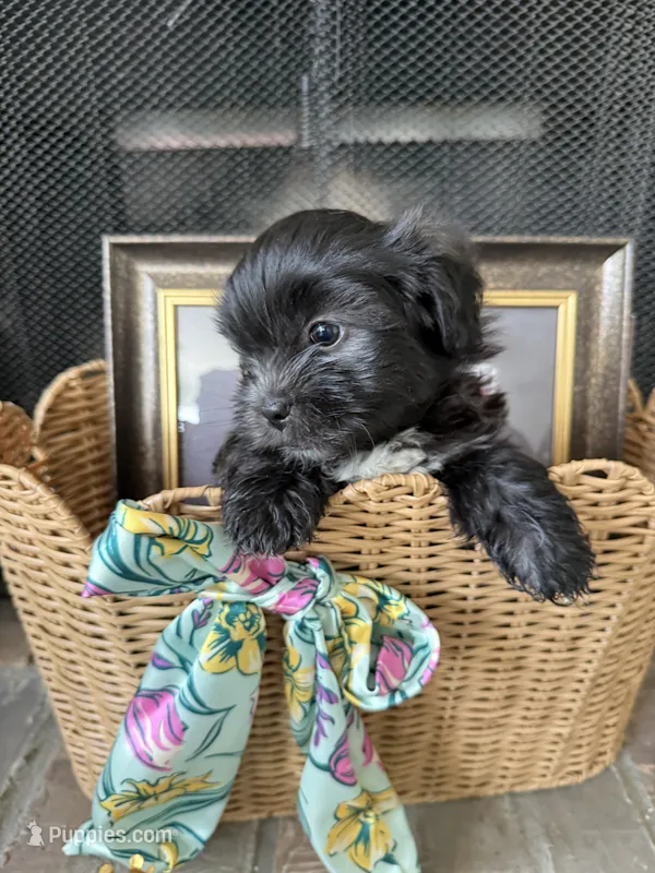 Big Oreo – Maltipoo, Shih Tzu puppy for sale in San Antonio, TX