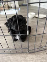 Sweet Oreo, a male Shih Tzu for sale in Chattanooga, TN – 7 of 9