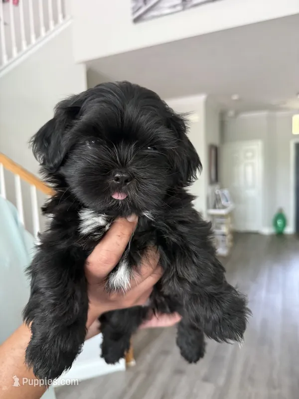 Sweet Oreo – Shih Tzu puppy for sale in San Antonio, TX