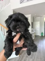 Sweet Oreo, a male Shih Tzu for sale in Chattanooga, TN – 1 of 9