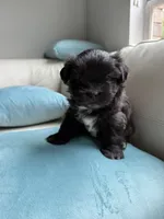 Big Oreo, a male Maltipoo and Shih Tzu for sale in San Antonio, TX – 6 of 8