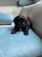 Sweet Oreo, a male Maltipoo and Shih Tzu for sale in San Antonio, TX – 7 of 10