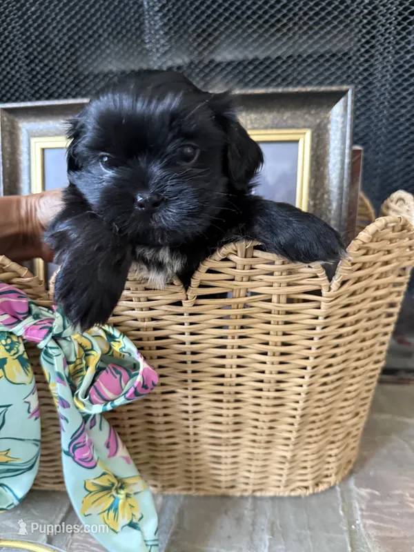 Sweet Oreo – Maltipoo, Shih Tzu puppy for sale in San Antonio, TX