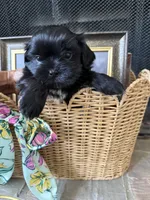 Sweet Oreo, a male Shih Tzu for sale in San Antonio, TX – 1 of 8
