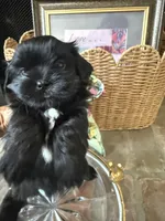 Sweet Oreo, a male Shih Tzu for sale in San Antonio, TX – 7 of 8