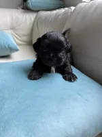 Sweet Oreo, a male Maltipoo and Shih Tzu for sale in San Antonio, TX – 8 of 10