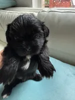 Sweet Oreo, a male Maltipoo and Shih Tzu for sale in San Antonio, TX – 2 of 10