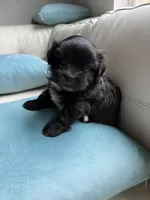 Big Oreo, a male Maltipoo and Shih Tzu for sale in San Antonio, TX – 5 of 8