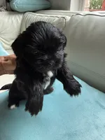 Sweet Oreo, a male Maltipoo and Shih Tzu for sale in San Antonio, TX – 4 of 10