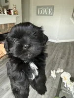 Sweet Oreo, a male Shih Tzu for sale in San Antonio, TX – 4 of 8