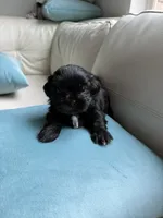 Sweet Oreo, a male Maltipoo and Shih Tzu for sale in San Antonio, TX – 10 of 10