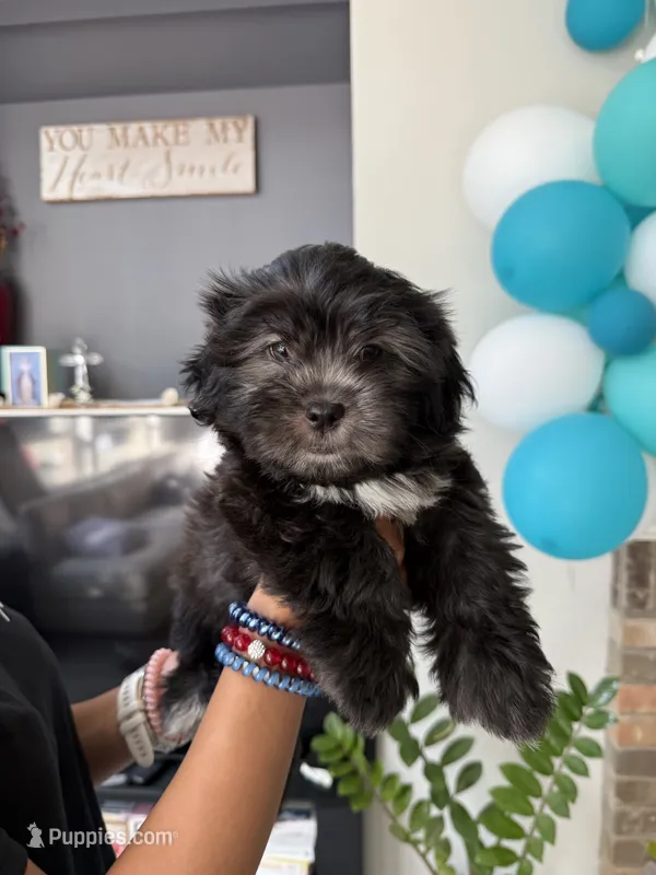 Big Oreo – Shih Tzu puppy for sale in San Antonio, TX