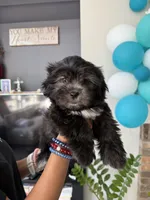 Big Oreo, a male Shih Tzu for sale in Chattanooga, TN – 1 of 10