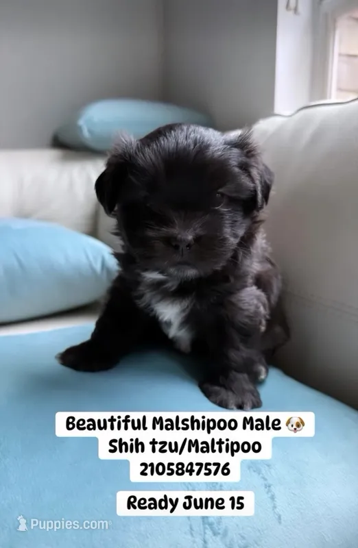 Big Oreo – Maltipoo, Shih Tzu puppy for sale in San Antonio, TX