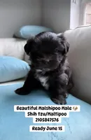 Big Oreo, a male Maltipoo and Shih Tzu for sale in San Antonio, TX – 1 of 8