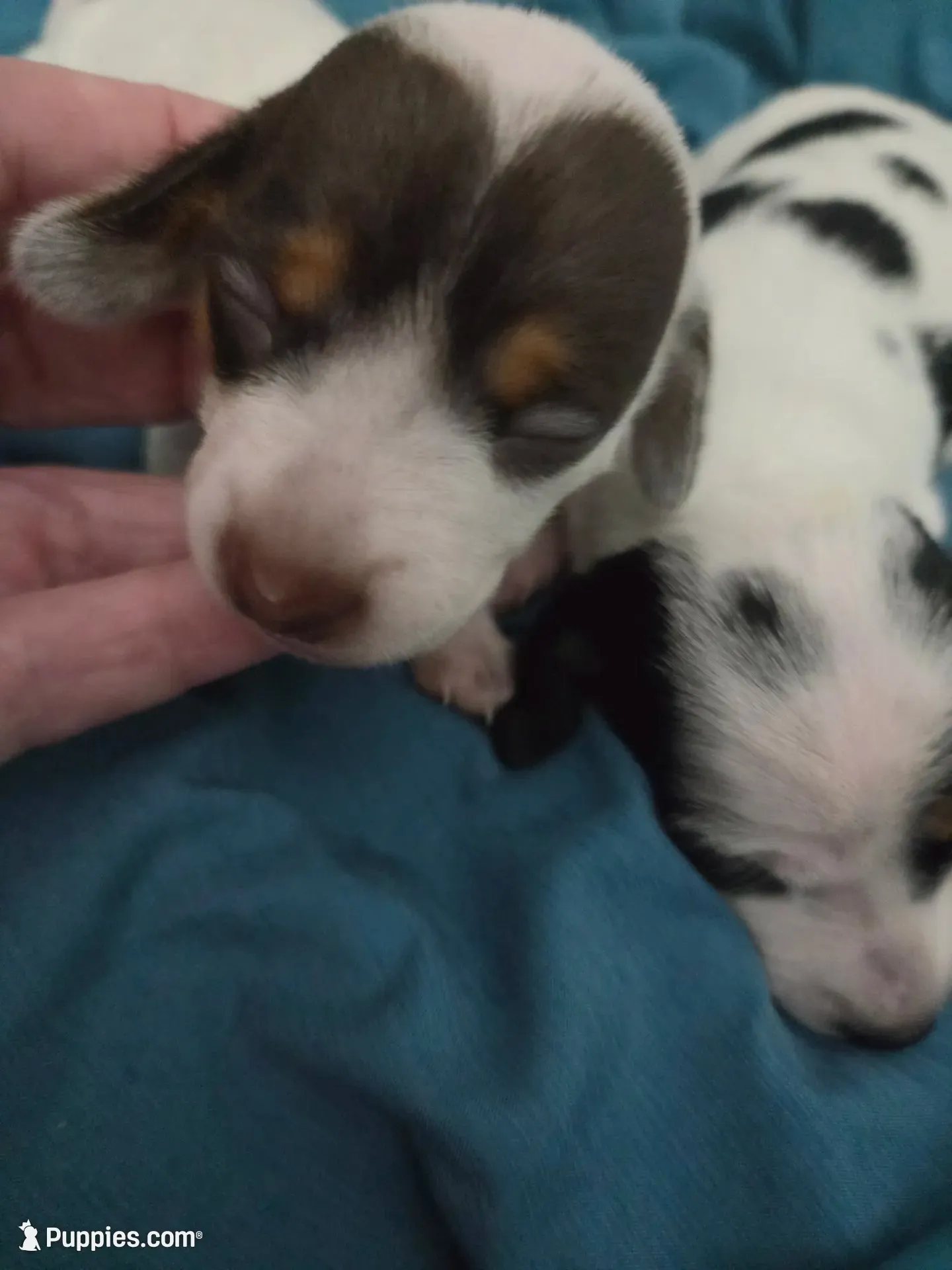 Brown and white flecked pie bald, a female Miniature Dachshund for sale in Greeneville, TN – 5 of 5