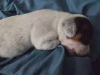 Brown and white flecked pie bald, a female Miniature Dachshund for sale in Greeneville, TN – 4 of 5