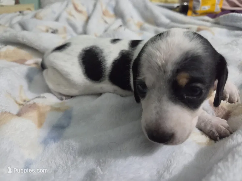Female Black and white pie bald  – Miniature Dachshund puppy for sale in Greeneville, TN