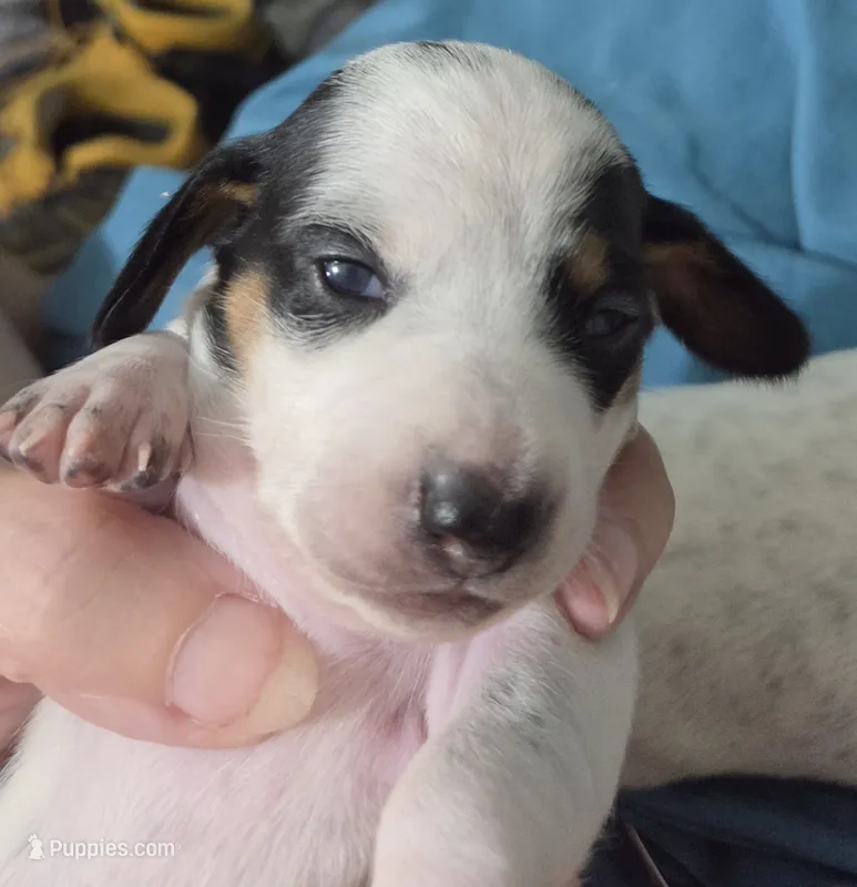 Female Black and white pie bald  – Miniature Dachshund puppy for sale in Greeneville, TN