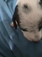 Female Black and white pie bald , a female Miniature Dachshund for sale in Greeneville, TN – 5 of 6