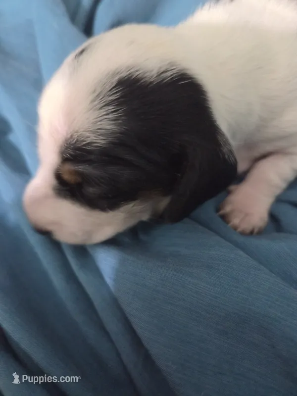 Female Black and white pie bald  – Miniature Dachshund puppy for sale in Greeneville, TN