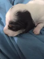 Female Black and white pie bald , a female Miniature Dachshund for sale in Greeneville, TN – 3 of 6
