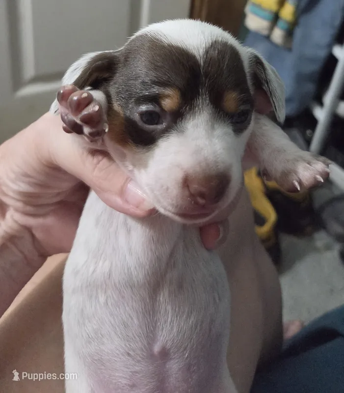 Brown and white flecked pie bald – Miniature Dachshund puppy for sale in Greeneville, TN