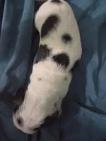 Female Black and white pie bald , a female Miniature Dachshund for sale in Greeneville, TN – 6 of 6
