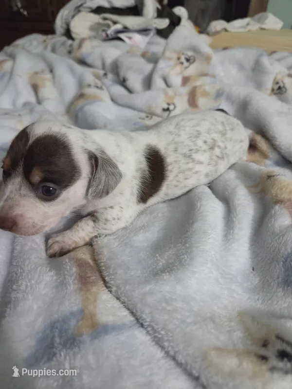 Brown and white flecked pie bald – Miniature Dachshund puppy for sale in Greeneville, TN