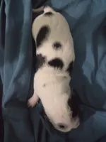 Female Black and white pie bald , a female Miniature Dachshund for sale in Greeneville, TN – 1 of 6