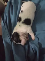 Female Black and white pie bald , a female Miniature Dachshund for sale in Greeneville, TN – 4 of 6