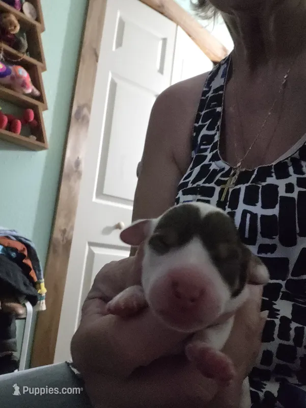 Brown and white flecked pie bald – Miniature Dachshund puppy for sale in Greeneville, TN
