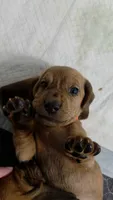 Don't 👁 she'll steal your 🩷 Female Basset Hound, a male Basset Hound for sale in Deltona, FL – 3 of 4