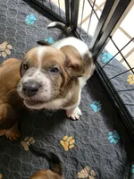 Unique Male Basset Hound, a male Basset Hound for sale in Deltona, FL – 9 of 10