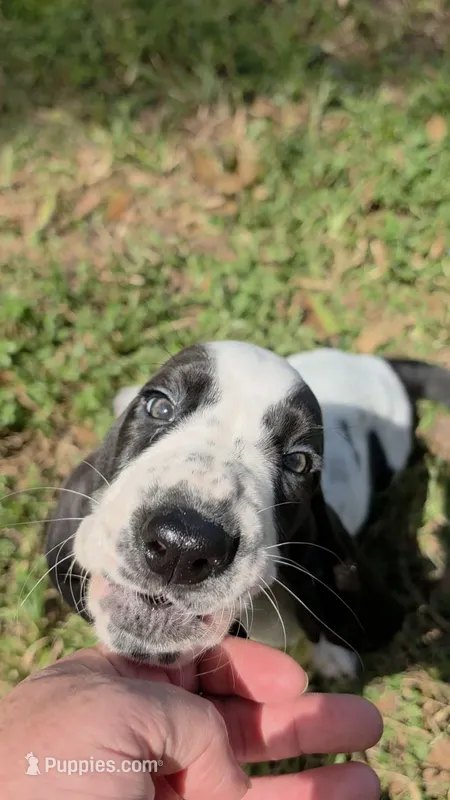 🩷 10/23 HOME Don't miss out! – Basset Hound puppy for sale in Deltona, FL
